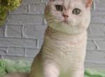 Stefan - British Shorthair Cat For Sale - Norwalk&comma; CT&comma; US