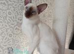 Crystal - Siamese Cat For Sale - Miami&comma; FL&comma; US