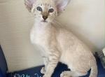 Zametil - Siamese Kitten For Sale - Miami&comma; FL&comma; US
