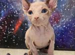 Sphynx  Elf  Boy Azar DBE  TICA rights - Sphynx Kitten For Sale - Lockport&comma; IL&comma; US