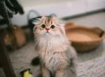 Piper - Scottish Fold Kitten For Sale - Levittown&comma; PA&comma; US
