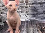 Unique - Sphynx Kitten For Sale - Brooklyn&comma; NY&comma; US