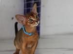 Orange - Abyssinian Kitten For Sale - Brooklyn&comma; NY&comma; US