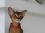 Ginny - Abyssinian Kitten For Sale - Brooklyn&comma; NY&comma; US