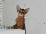 Gorgia - Abyssinian Kitten For Sale - Brooklyn&comma; NY&comma; US