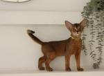 Pineapple - Abyssinian Kitten For Sale - Brooklyn&comma; NY&comma; US