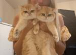 Golden chinchilla kittens - British Shorthair Cat For Sale - Fort Wayne&comma; IN&comma; US