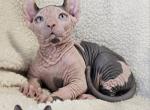 Sphynx DBE Boy Orion TICA - Sphynx Kitten For Sale - Lockport&comma; IL&comma; US