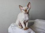 Devon Rex Cinnamon Tortie Point - Devon Rex Cat For Sale - Hollywood&comma; FL&comma; US