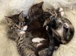 Kittens available for adoption - American Shorthair Kitten For Sale - Agawam&comma; MA&comma; US