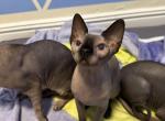Kitten 4 - Sphynx Cat For Sale - Brooklyn&comma; NY&comma; US