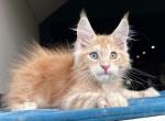 Dominic - Maine Coon Kitten For Sale - Miami&comma; FL&comma; US