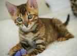 Justin - Bengal Kitten For Sale - Norwalk&comma; CT&comma; US