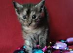 Cattery closing smoke boy - Maine Coon Kitten For Sale - Bridgewater&comma; NJ&comma; US