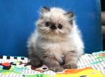 Norman - Persian Kitten For Sale - Hollywood&comma; FL&comma; US