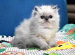 Noemy - Persian Kitten For Sale - Hollywood&comma; FL&comma; US
