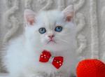 Kai - British Shorthair Kitten For Sale - Hollywood, FL, US