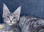 Carrara - Maine Coon Kitten For Sale - Jackson&comma; TN&comma; US