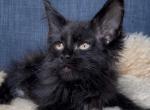 Onyx - Maine Coon Kitten For Sale - Jackson&comma; TN&comma; US