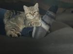 Bodie from Q'Bella B Litter - British Shorthair Kitten For Sale - Cutlerville&comma; MI&comma; US