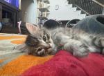 Silver - Siberian Kitten For Sale - Glenn Heights&comma; TX&comma; US