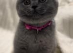 British SH Blue Female BRITISH KITNCAT - British Shorthair Kitten For Sale - 