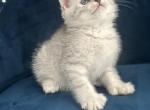 Polydactyl Bengal Scottish Mix - Scottish Straight Kitten For Sale - Richmond&comma; TX&comma; US