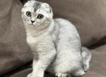 Bella's 2nd litter beautiful boy - Scottish Fold Cat For Sale - Grove City&comma; OH&comma; US
