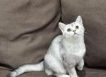 Bella's 2nd litter beautiful girl - Scottish Straight Cat For Sale - Grove City&comma; OH&comma; US