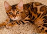 Amaliya - Bengal Cat For Sale - Norwalk&comma; CT&comma; US