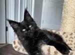 Alaric - Maine Coon Kitten For Sale - Melbourne&comma; FL&comma; US