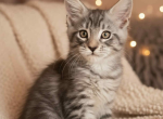 Ayax - Maine Coon Cat For Sale - Brighton&comma; CO&comma; US