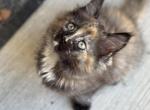 LeeyAh the ragcoon - Maine Coon Kitten For Sale - Saugerties&comma; NY&comma; US