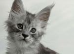 Lana - Maine Coon Kitten For Sale - Brighton&comma; CO&comma; US
