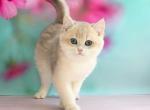 Leon - British Shorthair Kitten For Sale - Norwalk&comma; CT&comma; US