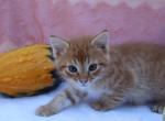 Johnny - Domestic Kitten For Sale - Barto&comma; PA&comma; US
