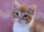 Autumn - Domestic Cat For Sale - Barto&comma; PA&comma; US