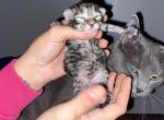 Blues litter October - Maine Coon Kitten For Sale - Mishawaka&comma; IN&comma; US
