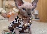 Lada - Sphynx Kitten For Sale - Miami&comma; FL&comma; US