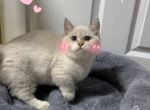 Bae Bae - Munchkin Kitten For Sale - San Jose&comma; CA&comma; US