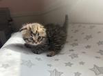 Girl 1 - Scottish Fold Kitten For Sale - Denver&comma; CO&comma; US