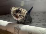 Girl 2 - Scottish Fold Kitten For Sale - Denver&comma; CO&comma; US
