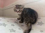 Girl 3 - Scottish Fold Kitten For Sale - Denver&comma; CO&comma; US