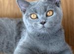 Sissy - British Shorthair Cat For Sale - Jacksonville&comma; FL&comma; US