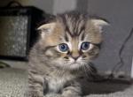 Boy 1 - Scottish Fold Kitten For Sale - Denver&comma; CO&comma; US