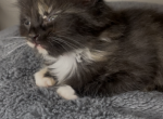 Dandelion - Domestic Kitten For Sale - Lawrenceville&comma; GA&comma; US