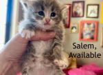 Salem from Hocus Pocus litter - Siberian Kitten For Sale - Belchertown&comma; MA&comma; US
