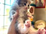 Magic from Hocus Pocus litter - Siberian Kitten For Sale - Belchertown&comma; MA&comma; US