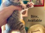 Binx from Hocus Pocus litter - Siberian Kitten For Sale - Belchertown&comma; MA&comma; US