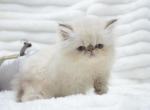 Hocus Pocus Sarah Sanderson - Exotic Kitten For Sale - Central&comma; SC&comma; US
